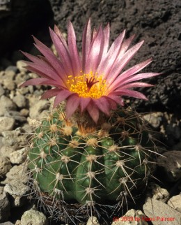 Notocactus cv. arachnites